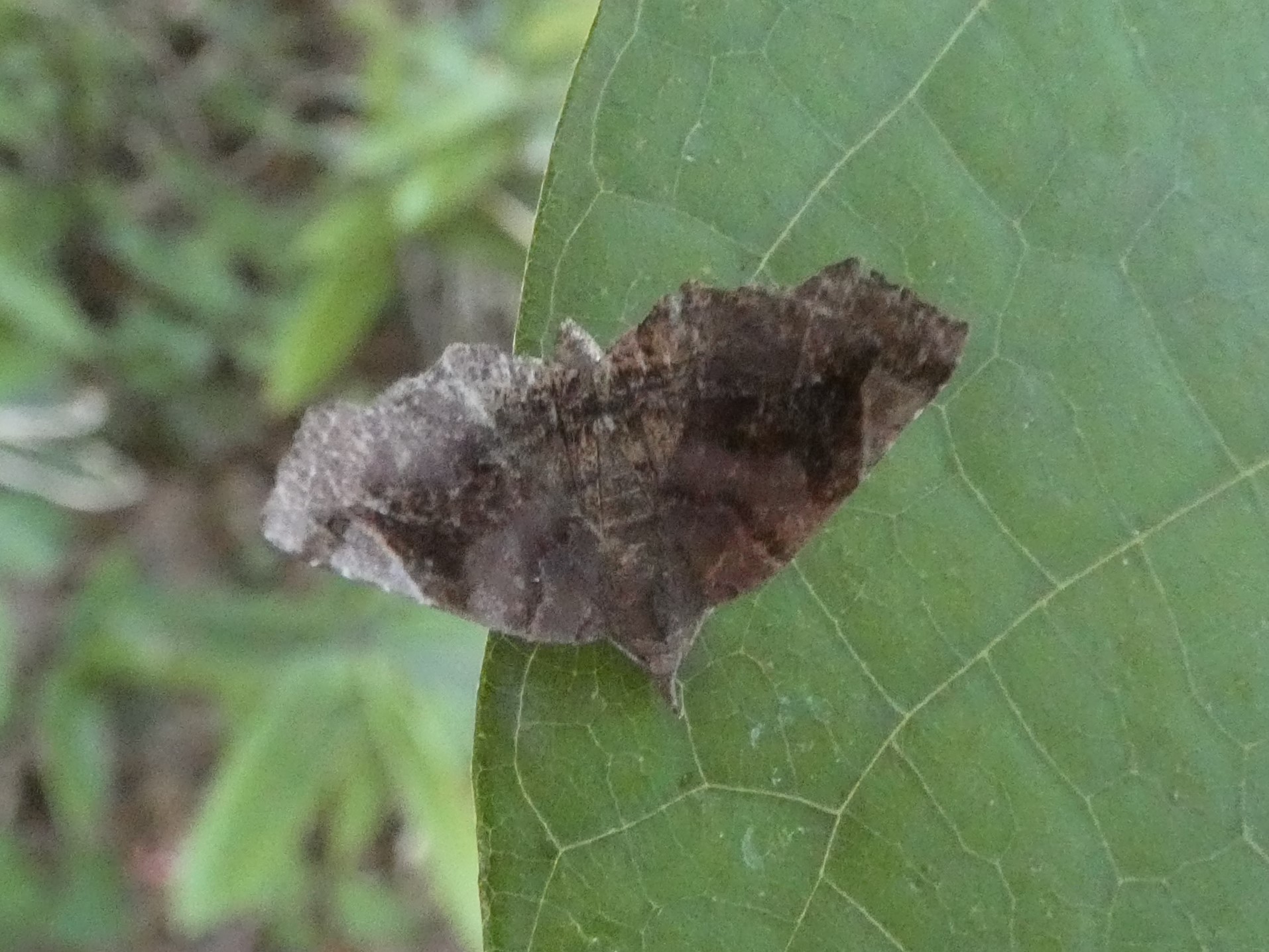 photo_1